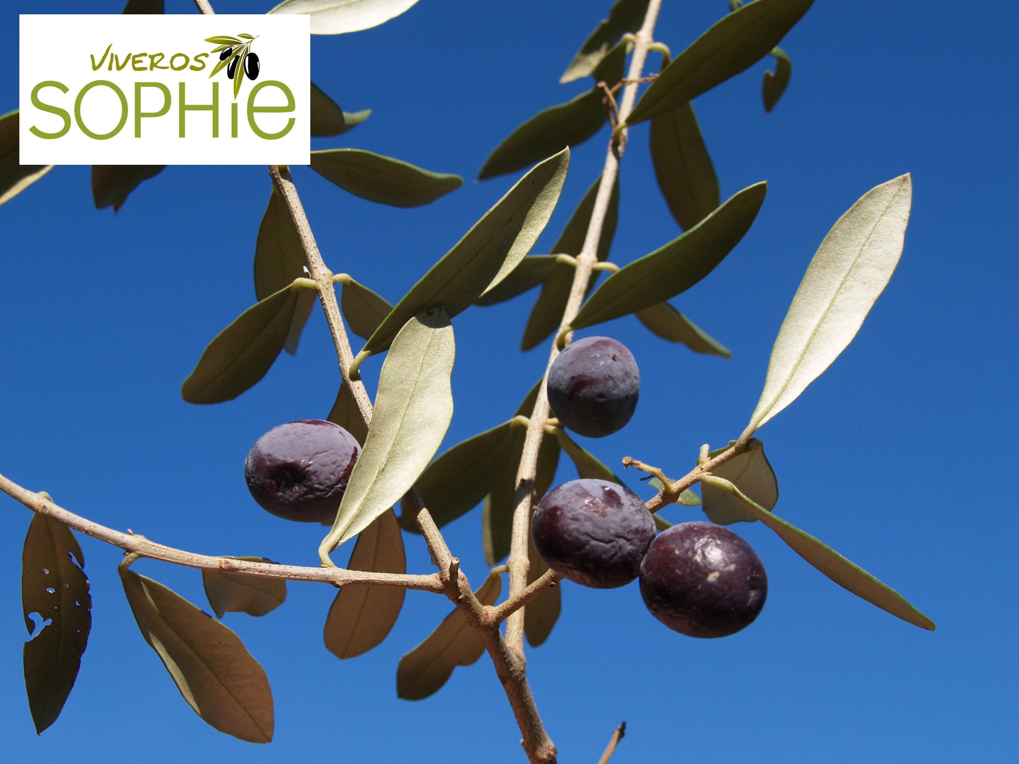 Variedad de olivo GROSSAL  VIMBODÍ